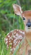 Poster Wild Animals Documentary