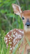 Wild Animals Documentary poster