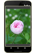 Tipos de Rosas captura de pantalla 3