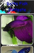 Betta fish 스크린샷 7