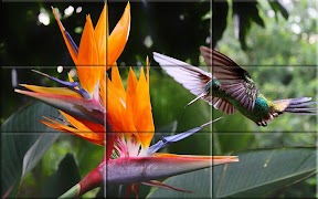 Puzzle - Birds screenshot 7