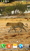برنامه‌نما Leopard Live Wallpapers عکس از صفحه