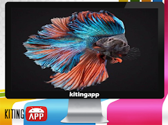 Betta Fish 3D 스크린샷 6