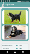 Poster Dogs Planet