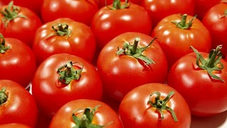 Tomatoes screenshot 2