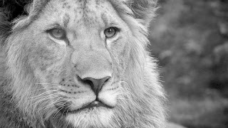 Lion Screenshot 4