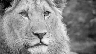 Lion اسکرین شاٹ 4