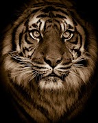 پوستر Tiger Background