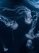 Marine documentaries โปสเตอร์