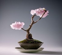 Tutorial Bonsai Lengkap screenshot 7