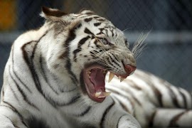 Tiger Background تصوير الشاشة 5