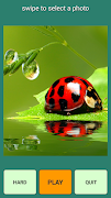 Poster Puzzle coccinella