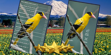 برنامه‌نما Black Naped Oriole Sound : Black Naped Oriole Song عکس از صفحه