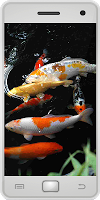 Poster Pesce koi
