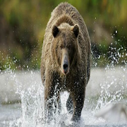 برنامه‌نما Bear عکس از صفحه