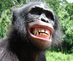 Angry Monkey Wallpaper 4K screenshot 1