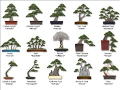 Árbol bonsai captura de pantalla 3