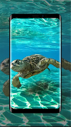 Schildkröte-Tapete 4K Screenshot 3