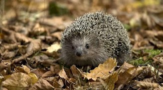 Hedgehog screenshot 3