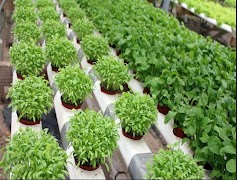 水耕野菜 スクリーンショット 1
