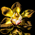 Bloom Orchid Wallpaper