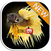 Betta fish 3D Cartaz