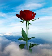 2019 أحلى باقة ورود الطبيعة Screenshot 6