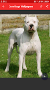 Doggo Memes اسکرین شاٹ 3
