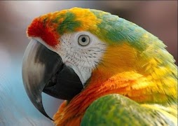 Papageienvogel Screenshot 4