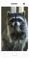 Animals Video ภาพหน้าจอ 1
