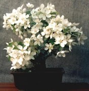 Design Bonsai capture d'écran 6