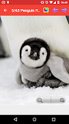 Penguins gallery screenshot 1