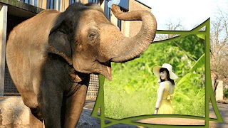 Khung ảnh động vật - Ghép ảnh động vật đẹp 截圖 1