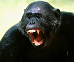 Angry Monkey Wallpaper 4K poster
