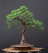 Bonsai boom screenshot 1