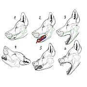 How to Draw Wolves screenshot 4