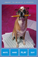 Cute Chihuahua Jigsaw Puzzles screenshot 5