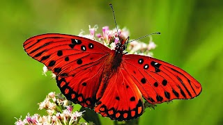 برنامه‌نما Butter-fly عکس از صفحه