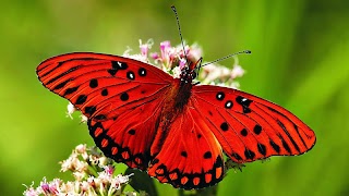 Butter-fly Screenshot 6