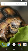 برنامه‌نما Turtle Eats LWP عکس از صفحه