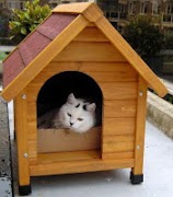 New Cat House screenshot 2