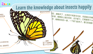 Butterfly - Insect World screenshot 3
