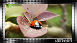 Ladybug Wallpaper 截图 3