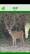 Flashcards kannada Lesson ภาพหน้าจอ 2