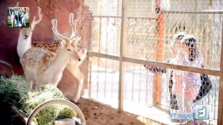 حديقة الحيوان طيور الجنة فيديو بدون انترنت 海報