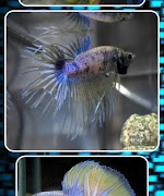 Betta Fish Contest syot layar 2