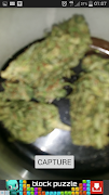 Weed Scanner imagem de tela 5