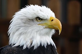 Animals Quiz-Guess screenshot 2