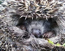 Hedgehog スクリーンショット 5