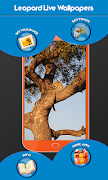 live wallpapers leopard screenshot 6